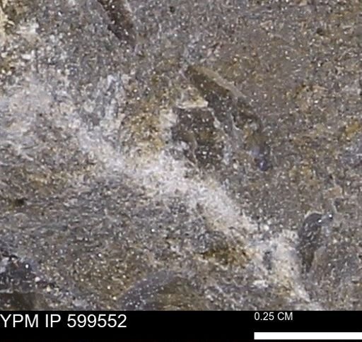 Protocardia subquadrata