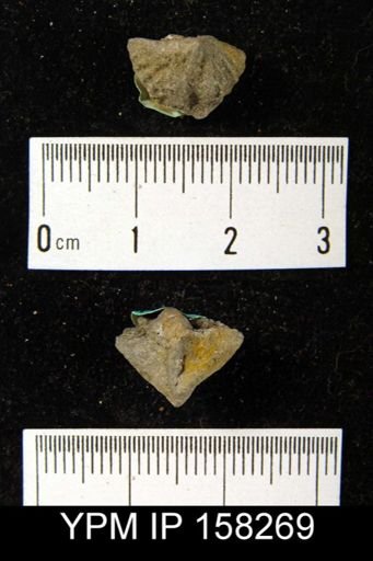 Cyrtina chalazia