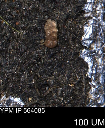 Ammobaculoides whitneyi