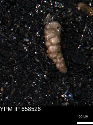 Verneuilinoides kansasensis