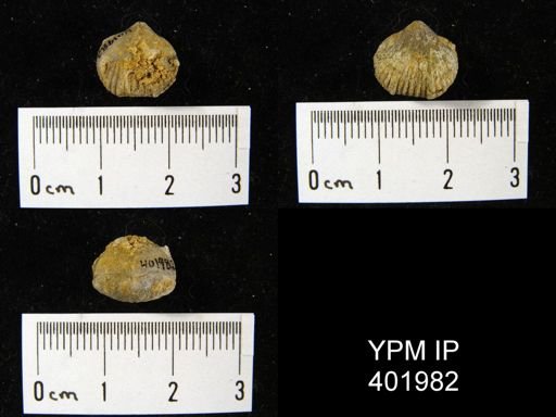 Wilsonella saffordi