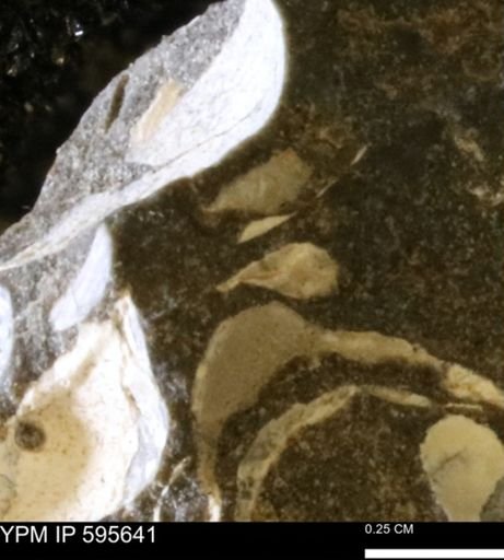 Protocardia sp.