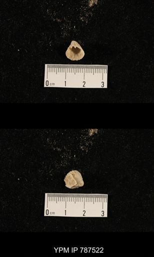 undet. Brachiopoda