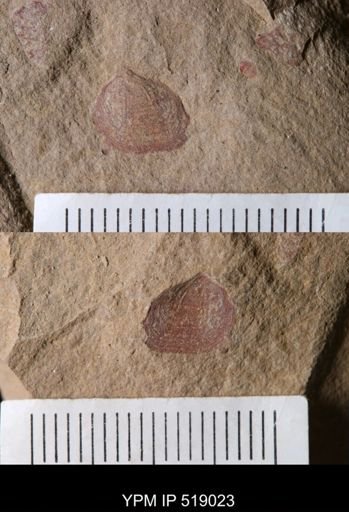 Brevipelta chouberti