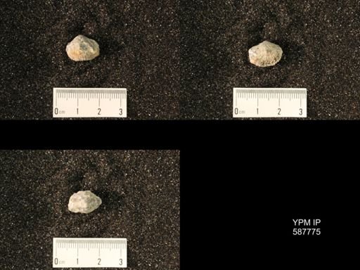 Anastrophia internascens