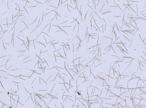 Haliclona (Gellius)