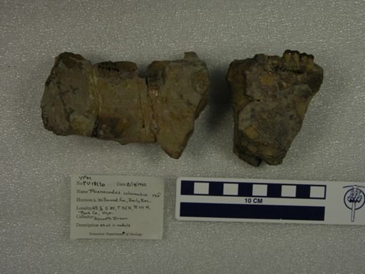 Phenacodus intermedius