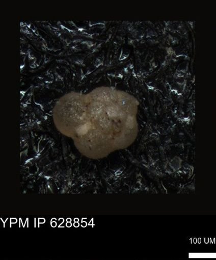 undet. Foraminiferida