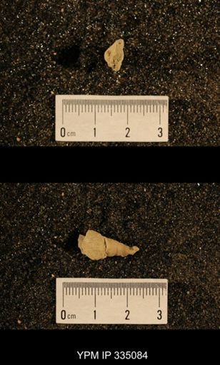 Lophophyllum profundum