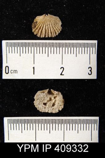 Glyptorthis sp.