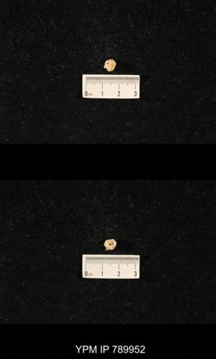 taxon undetermined