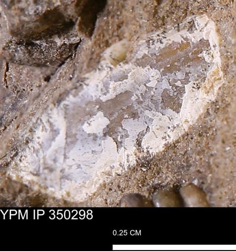 undet. Mollusca