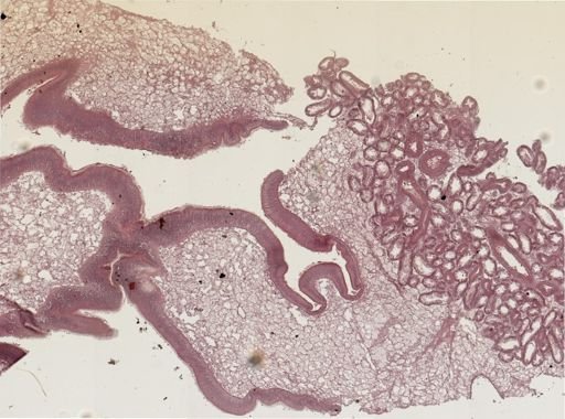 Crassostrea virginica