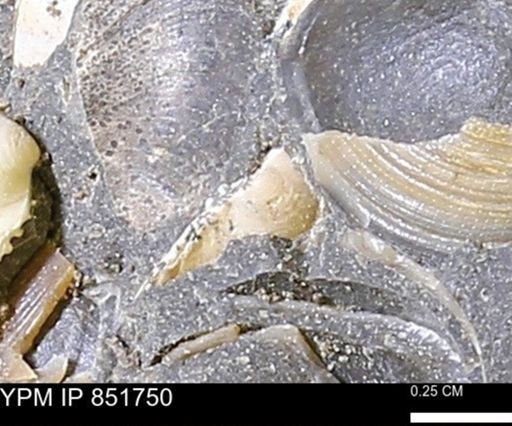 Limopsis striatopunctatus