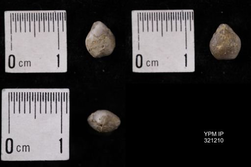 Dielasma turgida