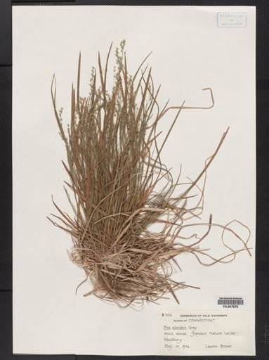 Poa alsodes