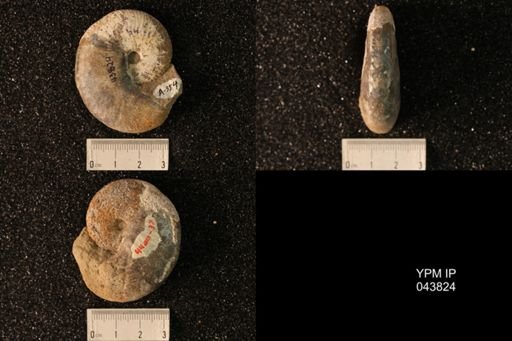 Hoploscaphites nicolletii