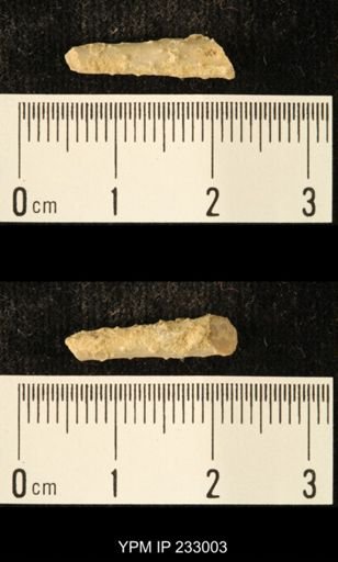 Archaeocidaris sp.