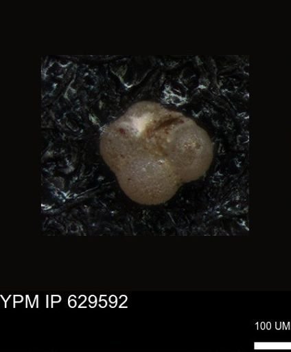 undet. Foraminiferida