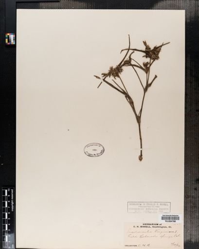 Tradescantia virginiana