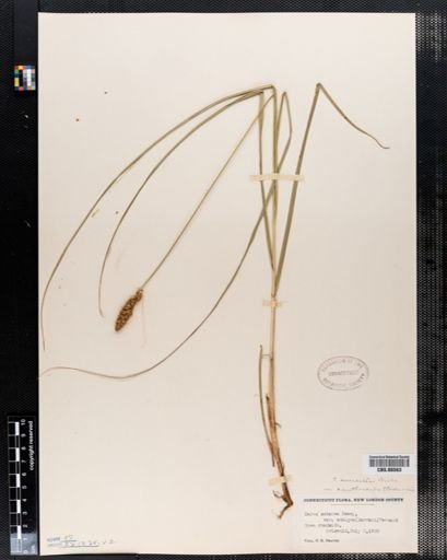 Carex setacea