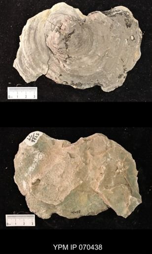 Heliolites nucella