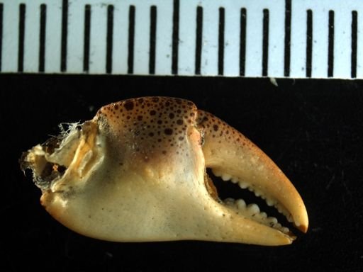 Hemigrapsus sanguineus