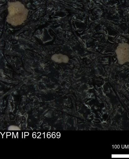 undet. Foraminiferida