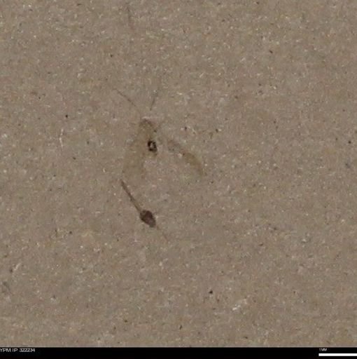 undet. Insecta