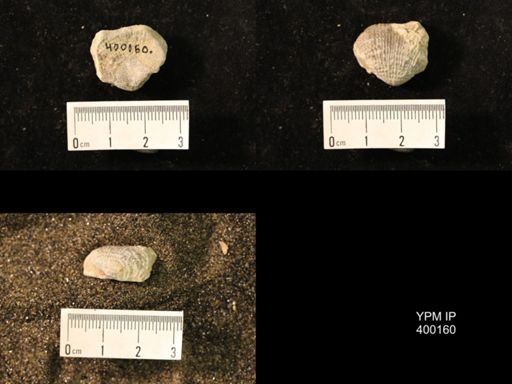 Marginifera lasallensis