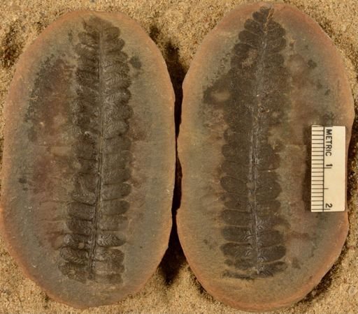 Pecopteris sp.