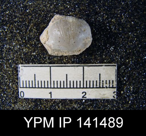 Chonetella nasuta