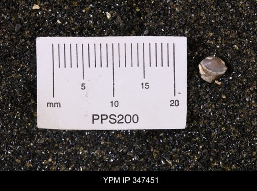 Limopsis striatopunctatus