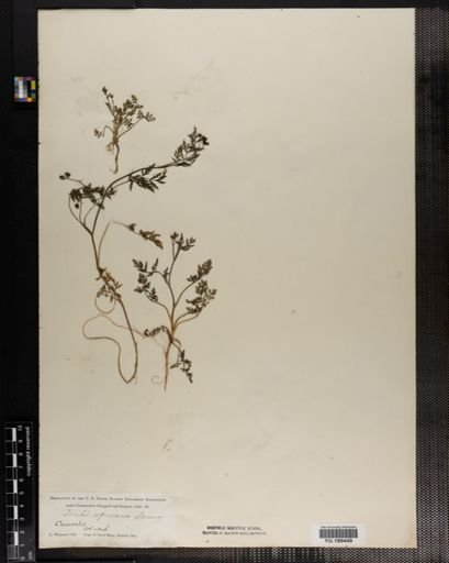 Plantae