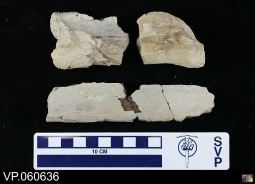 undet. Mosasauridae