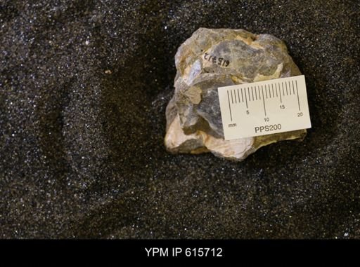 undet. Bivalvia