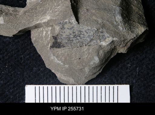 Eurypterida