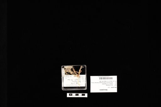 Rana pipiens