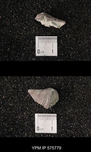Platystrophia acutilirata