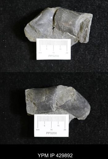 Orthoceras sp.
