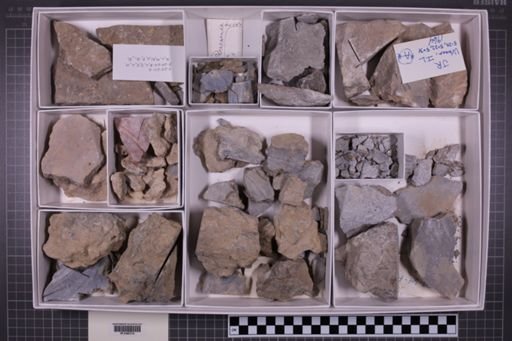 mixed taxa, stratigraphic collection