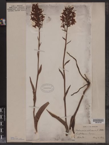 Habenaria ciliaris
