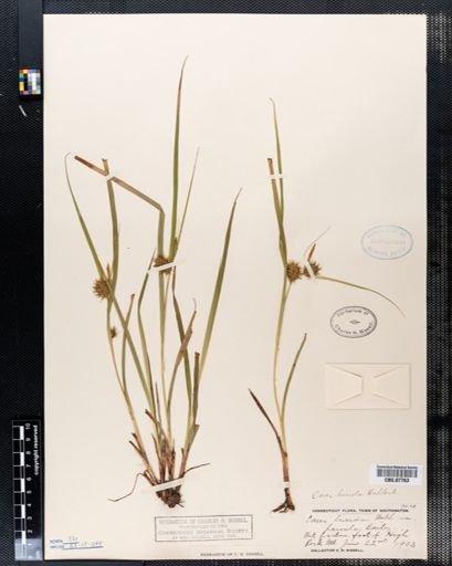 Carex lurida