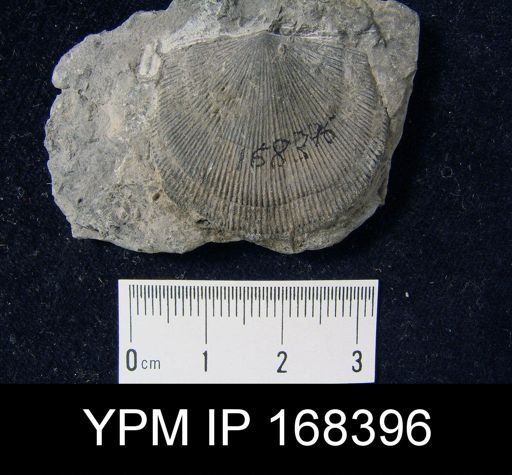 Schuchertella woolworthana