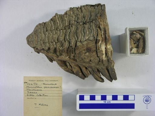 Mammuthus primigenius