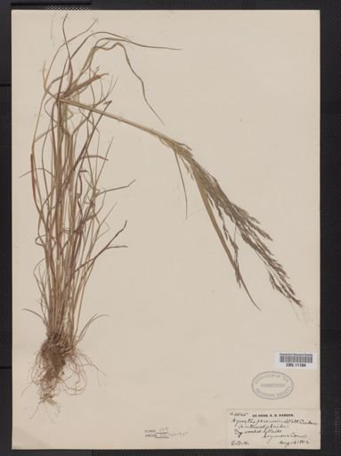Agrostis perennans