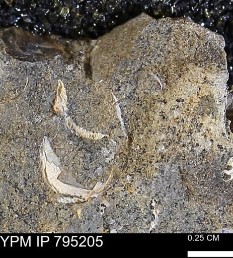 undet. Bivalvia