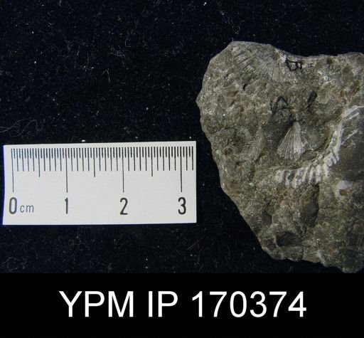 Aporthophyla aurora