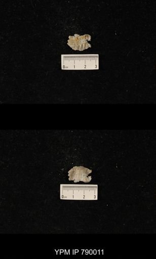 Leptodus sp.