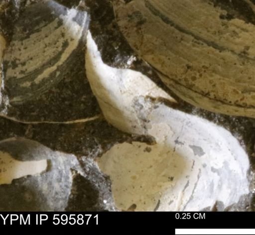 Protocardia sp.